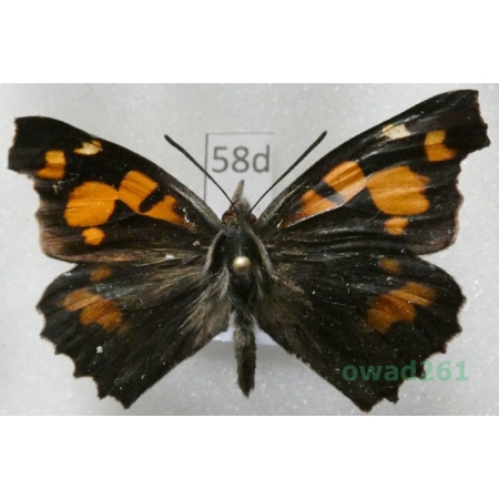 Libythea celtis (Laicharting, 1782) Croatia58b